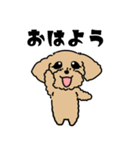 むぎくん(マルプーmix犬)【再修正版】（個別スタンプ：1）