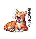 ドット絵 キジトラ 猫 日常会話 40種（個別スタンプ：35）