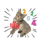 ねこのうなぎ〜新年Ver〜（個別スタンプ：1）