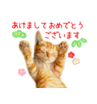 年末年始 あいさつ 茶トラ 猫 スタンプ（個別スタンプ：1）