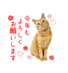 年末年始 あいさつ 茶トラ 猫 スタンプ（個別スタンプ：2）