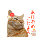 年末年始 あいさつ 茶トラ 猫 スタンプ（個別スタンプ：3）