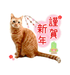 年末年始 あいさつ 茶トラ 猫 スタンプ（個別スタンプ：4）
