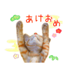 年末年始 あいさつ 茶トラ 猫 スタンプ（個別スタンプ：5）