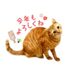 年末年始 あいさつ 茶トラ 猫 スタンプ（個別スタンプ：8）