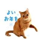 年末年始 あいさつ 茶トラ 猫 スタンプ（個別スタンプ：9）