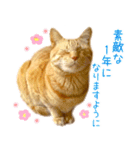 年末年始 あいさつ 茶トラ 猫 スタンプ（個別スタンプ：10）