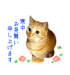 年末年始 あいさつ 茶トラ 猫 スタンプ（個別スタンプ：11）