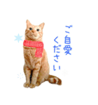年末年始 あいさつ 茶トラ 猫 スタンプ（個別スタンプ：12）