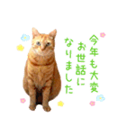 年末年始 あいさつ 茶トラ 猫 スタンプ（個別スタンプ：13）