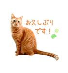 年末年始 あいさつ 茶トラ 猫 スタンプ（個別スタンプ：14）