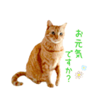 年末年始 あいさつ 茶トラ 猫 スタンプ（個別スタンプ：15）