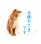 年末年始 あいさつ 茶トラ 猫 スタンプ（個別スタンプ：16）