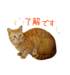 年末年始 あいさつ 茶トラ 猫 スタンプ（個別スタンプ：17）