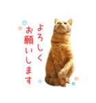 年末年始 あいさつ 茶トラ 猫 スタンプ（個別スタンプ：18）