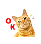 年末年始 あいさつ 茶トラ 猫 スタンプ（個別スタンプ：19）