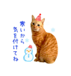 年末年始 あいさつ 茶トラ 猫 スタンプ（個別スタンプ：22）