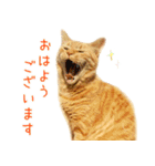 年末年始 あいさつ 茶トラ 猫 スタンプ（個別スタンプ：23）