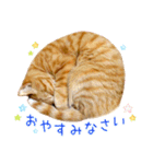 年末年始 あいさつ 茶トラ 猫 スタンプ（個別スタンプ：24）