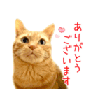 年末年始 あいさつ 茶トラ 猫 スタンプ（個別スタンプ：25）