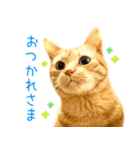 年末年始 あいさつ 茶トラ 猫 スタンプ（個別スタンプ：26）
