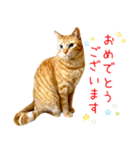 年末年始 あいさつ 茶トラ 猫 スタンプ（個別スタンプ：27）