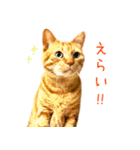 年末年始 あいさつ 茶トラ 猫 スタンプ（個別スタンプ：29）
