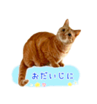 年末年始 あいさつ 茶トラ 猫 スタンプ（個別スタンプ：30）