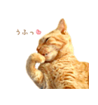 年末年始 あいさつ 茶トラ 猫 スタンプ（個別スタンプ：31）