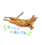 年末年始 あいさつ 茶トラ 猫 スタンプ（個別スタンプ：32）