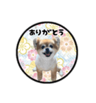 ミックス犬のポン太くん。ゆうゆう。（個別スタンプ：1）