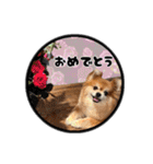 ミックス犬のポン太くん。ゆうゆう。（個別スタンプ：2）