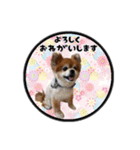 ミックス犬のポン太くん。ゆうゆう。（個別スタンプ：4）