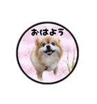 ミックス犬のポン太くん。ゆうゆう。（個別スタンプ：5）