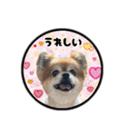 ミックス犬のポン太くん。ゆうゆう。（個別スタンプ：11）