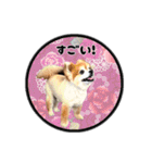 ミックス犬のポン太くん。ゆうゆう。（個別スタンプ：12）