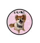 ミックス犬のポン太くん。ゆうゆう。（個別スタンプ：13）