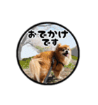 ミックス犬のポン太くん。ゆうゆう。（個別スタンプ：20）