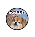 ミックス犬のポン太くん。ゆうゆう。（個別スタンプ：23）