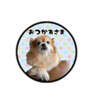 ミックス犬のポン太くん。ゆうゆう。（個別スタンプ：24）