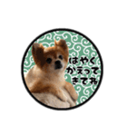 ミックス犬のポン太くん。ゆうゆう。（個別スタンプ：25）