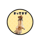 ミックス犬のポン太くん。ゆうゆう。（個別スタンプ：27）