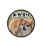 ミックス犬のポン太くん。ゆうゆう。（個別スタンプ：28）