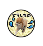 ミックス犬のポン太くん。ゆうゆう。（個別スタンプ：30）