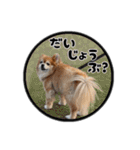 ミックス犬のポン太くん。ゆうゆう。（個別スタンプ：31）