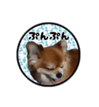 ミックス犬のポン太くん。ゆうゆう。（個別スタンプ：34）