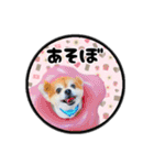 ミックス犬のポン太くん。ゆうゆう。（個別スタンプ：35）