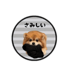 ミックス犬のポン太くん。ゆうゆう。（個別スタンプ：36）