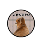 ミックス犬のポン太くん。ゆうゆう。（個別スタンプ：38）