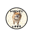 ミックス犬のポン太くん。ゆうゆう。（個別スタンプ：39）